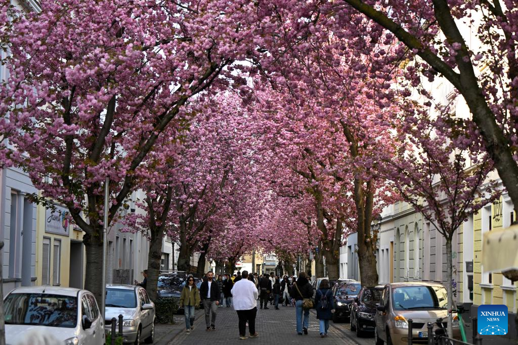 Blooming cherry blossoms seen in Bonn, Germany