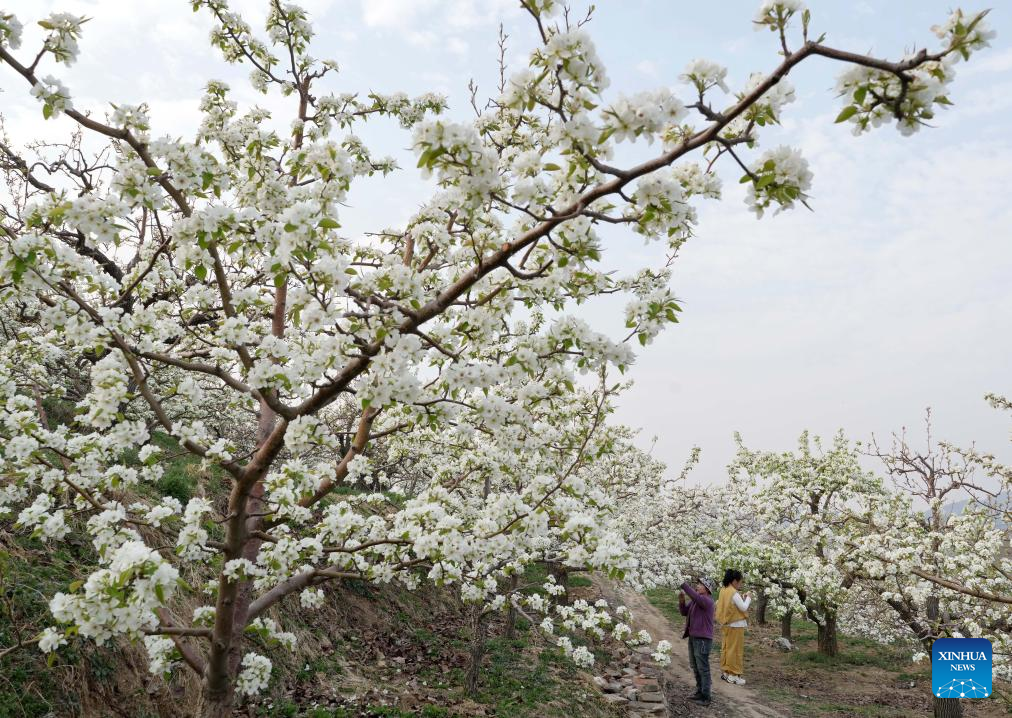 Farmers perform flower thinning, pollinating work as pear trees bloom in Hebei