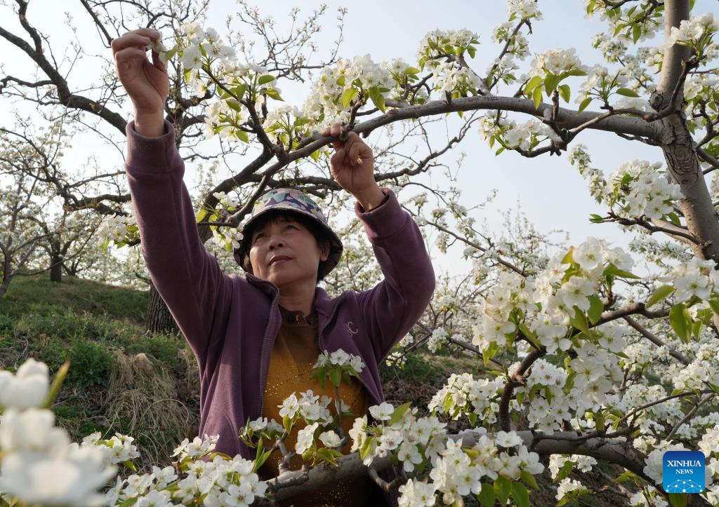 Farmers perform flower thinning, pollinating work as pear trees bloom in Hebei