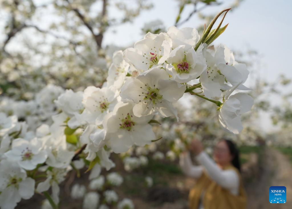 Farmers perform flower thinning, pollinating work as pear trees bloom in Hebei