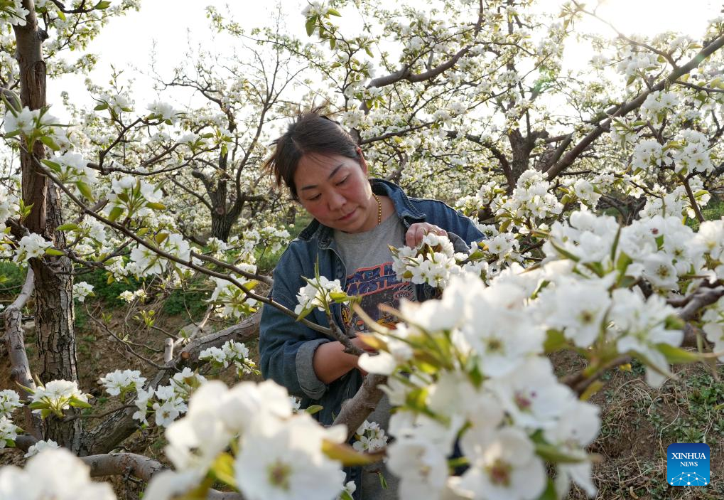 Farmers perform flower thinning, pollinating work as pear trees bloom in Hebei