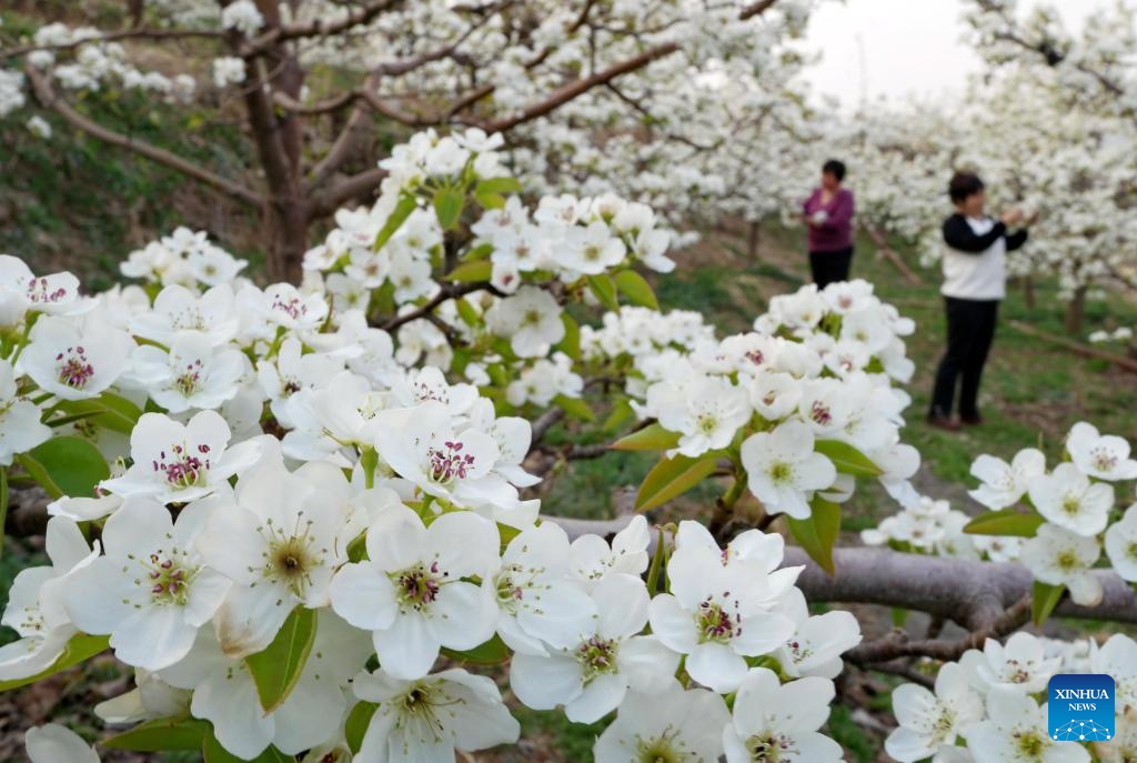 Farmers perform flower thinning, pollinating work as pear trees bloom in Hebei