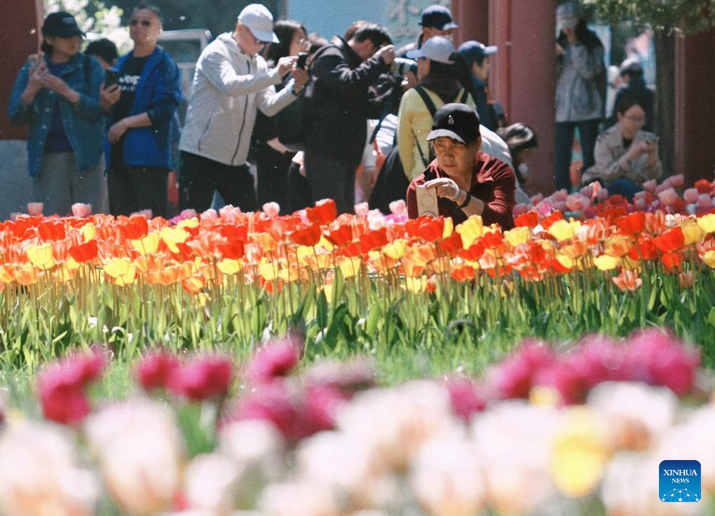 People enjoy blooming tulips at Zhongshan Park in Beijing