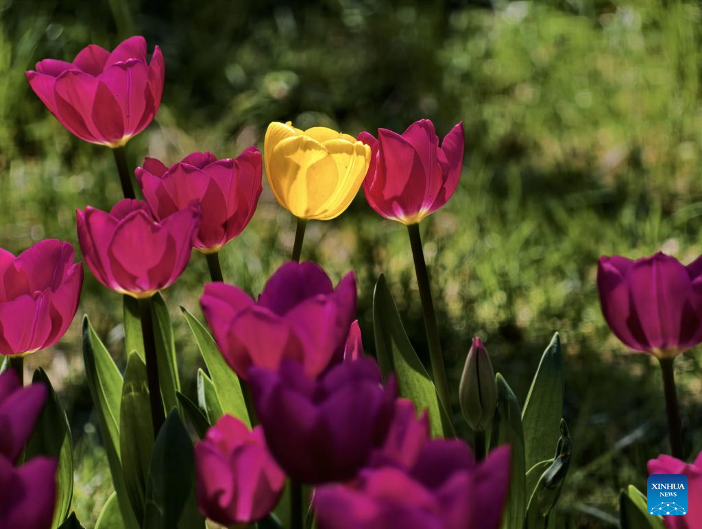 People enjoy blooming tulips at Zhongshan Park in Beijing