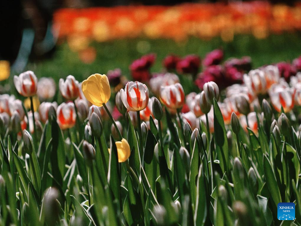 People enjoy blooming tulips at Zhongshan Park in Beijing