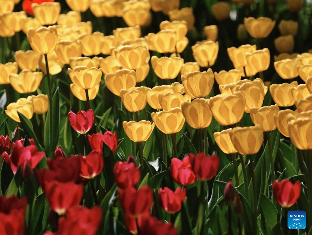People enjoy blooming tulips at Zhongshan Park in Beijing