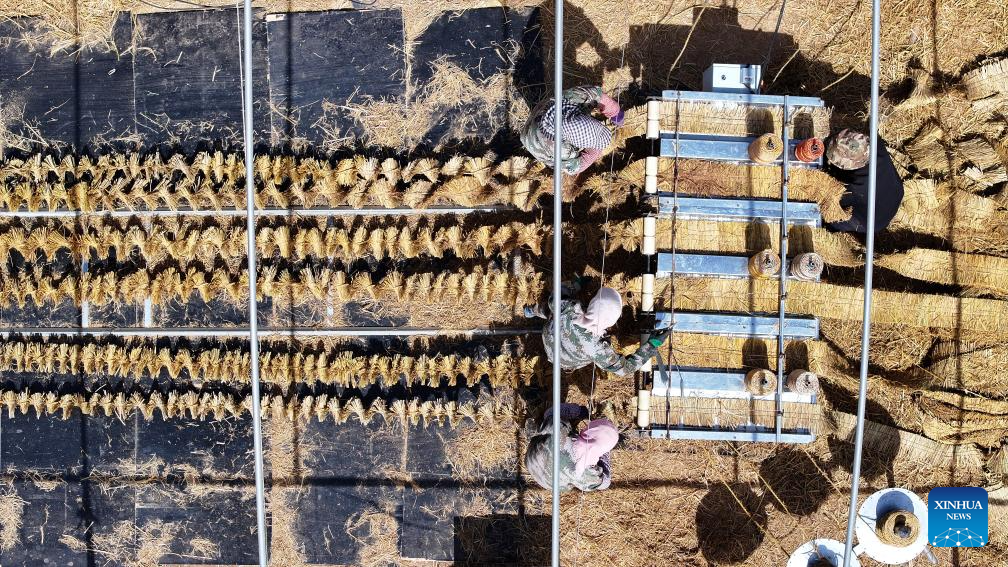 Workers upgrade desert barriers in Tengger Desert, China's Ningxia