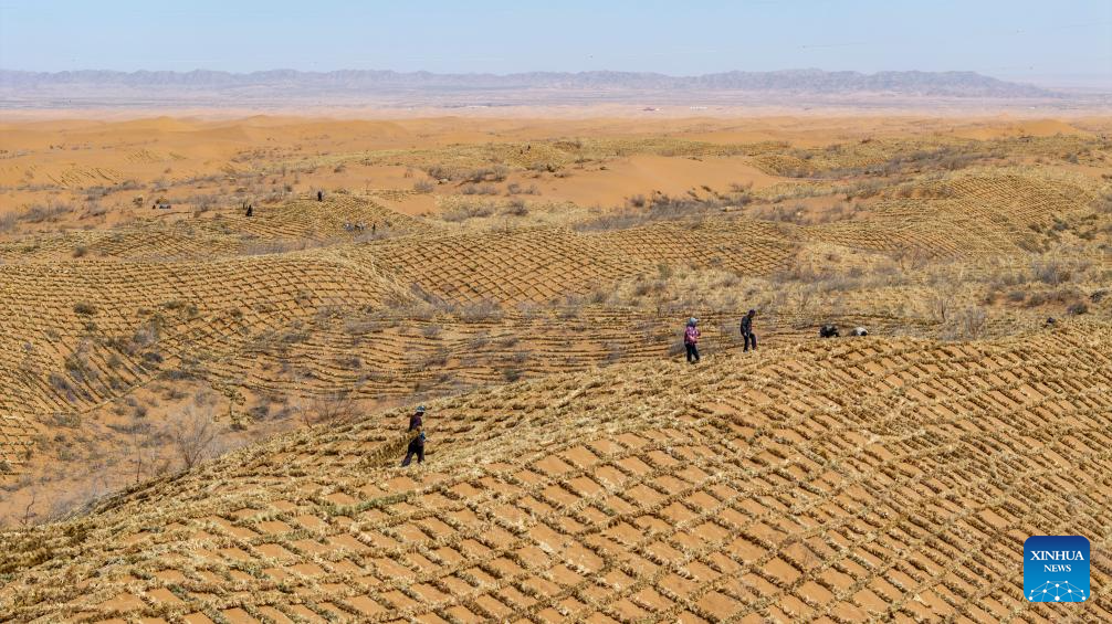 Workers upgrade desert barriers in Tengger Desert, China's Ningxia