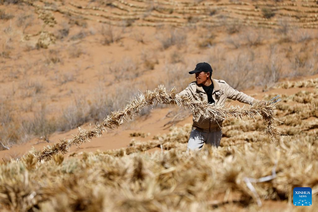 Workers upgrade desert barriers in Tengger Desert, China's Ningxia