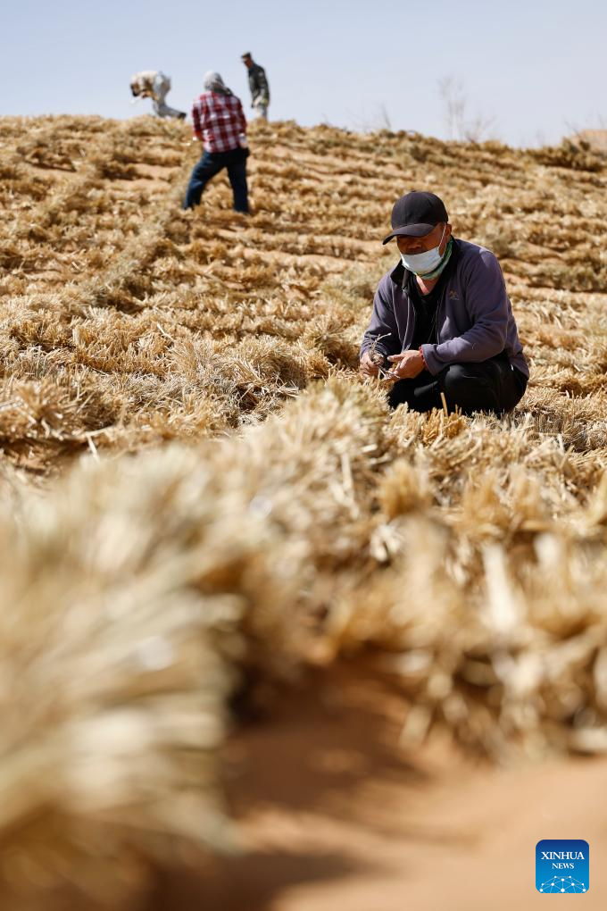 Workers upgrade desert barriers in Tengger Desert, China's Ningxia