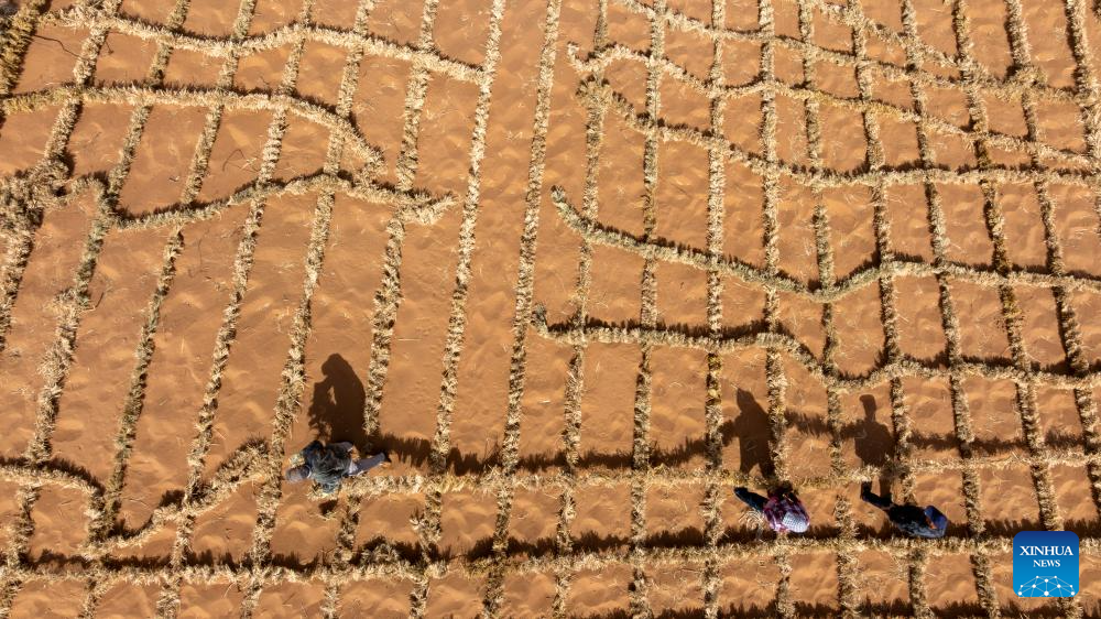 Workers upgrade desert barriers in Tengger Desert, China's Ningxia