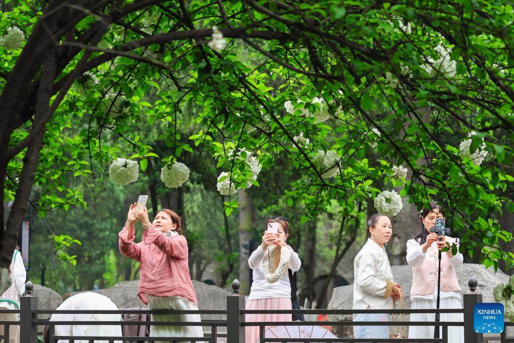People enjoy blooming flowers in China's Jiangsu