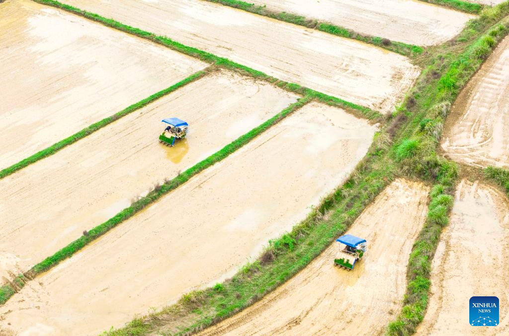 Spring fields buzzing with activity across China