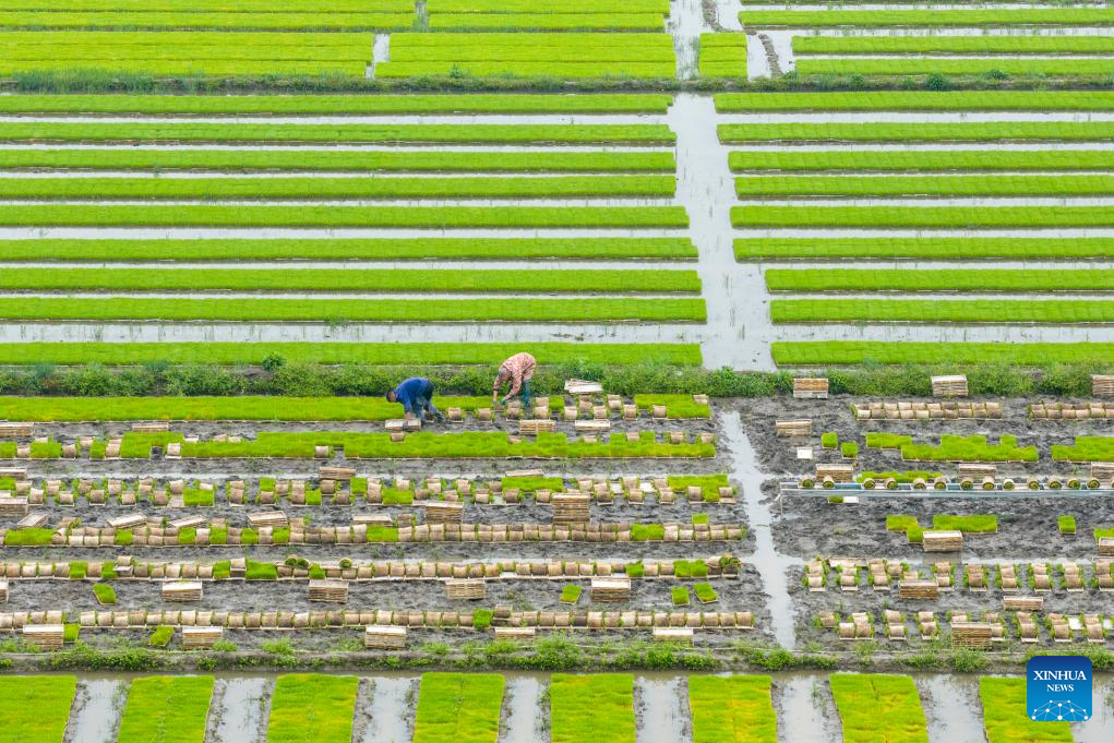 Spring fields buzzing with activity across China