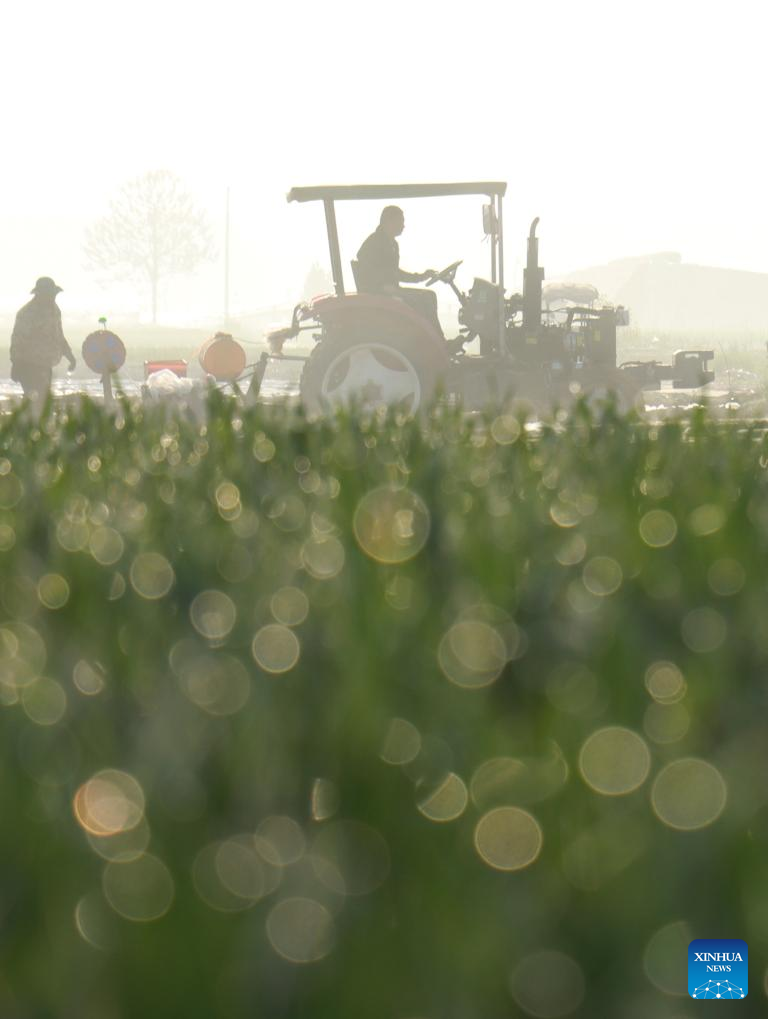 Spring fields buzzing with activity across China
