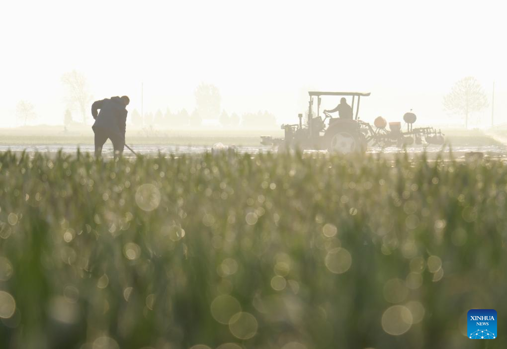 Spring fields buzzing with activity across China
