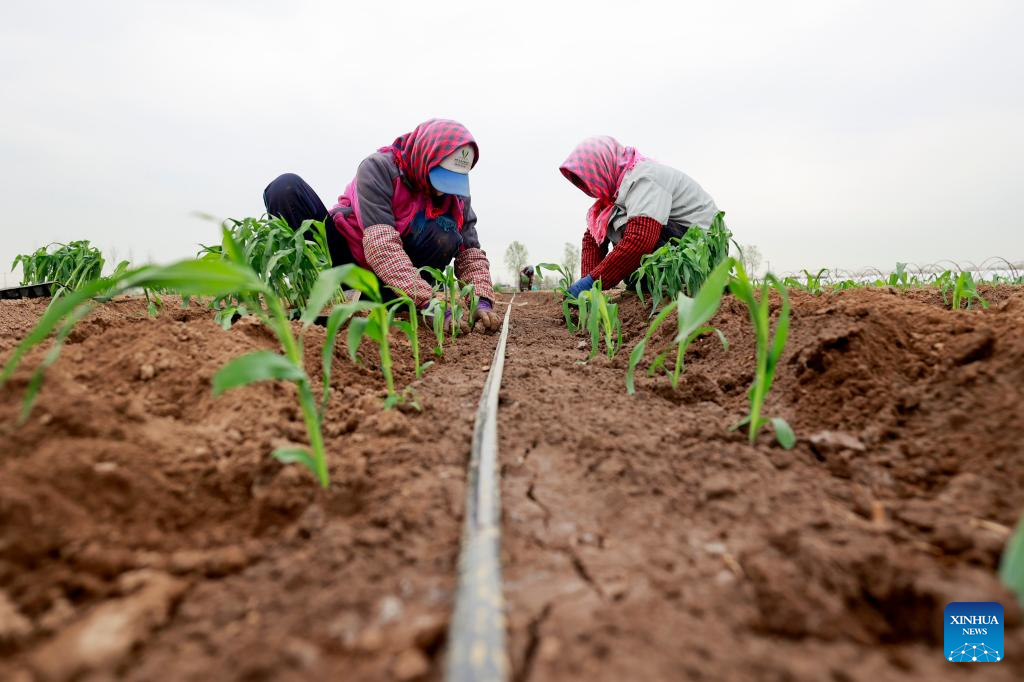 Spring fields buzzing with activity across China