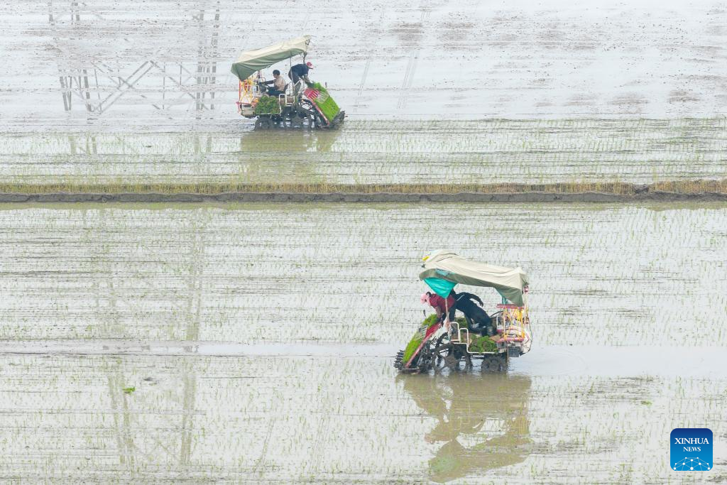 Spring fields buzzing with activity across China