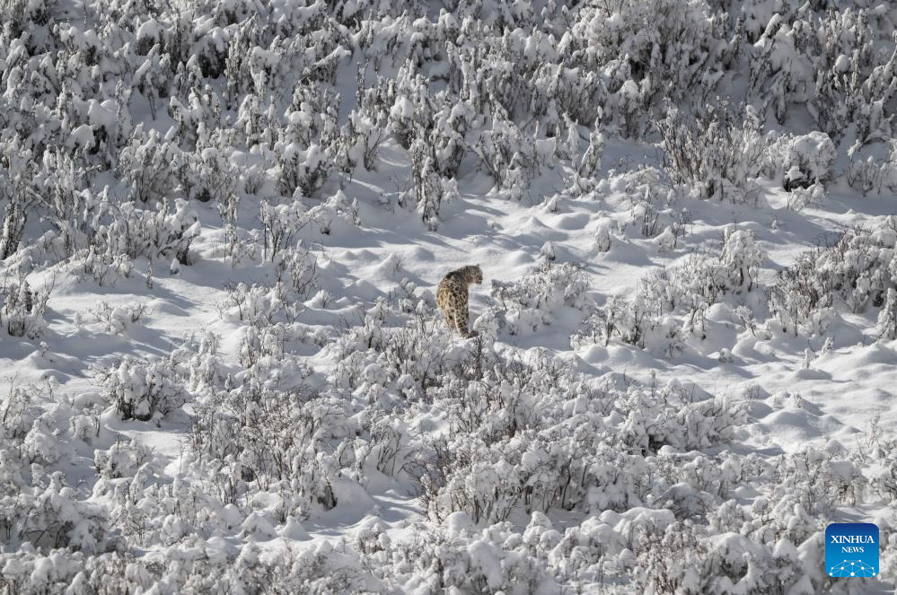 Snow leopard pictured at Lianbao Yeze scenic area in China's Sichuan