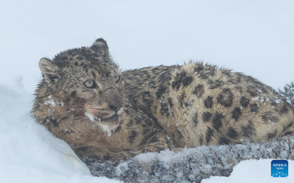 Snow leopard pictured at Lianbao Yeze scenic area in China's Sichuan