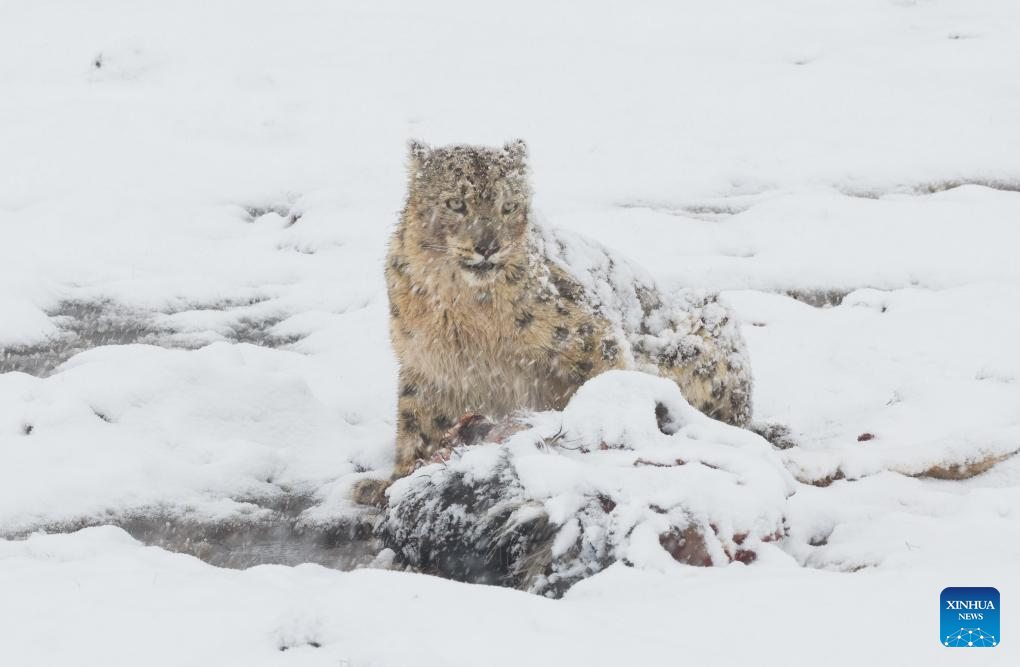 Snow leopard pictured at Lianbao Yeze scenic area in China's Sichuan