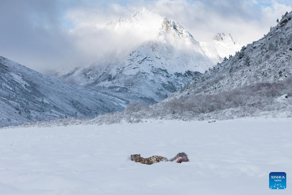 Snow leopard pictured at Lianbao Yeze scenic area in China's Sichuan