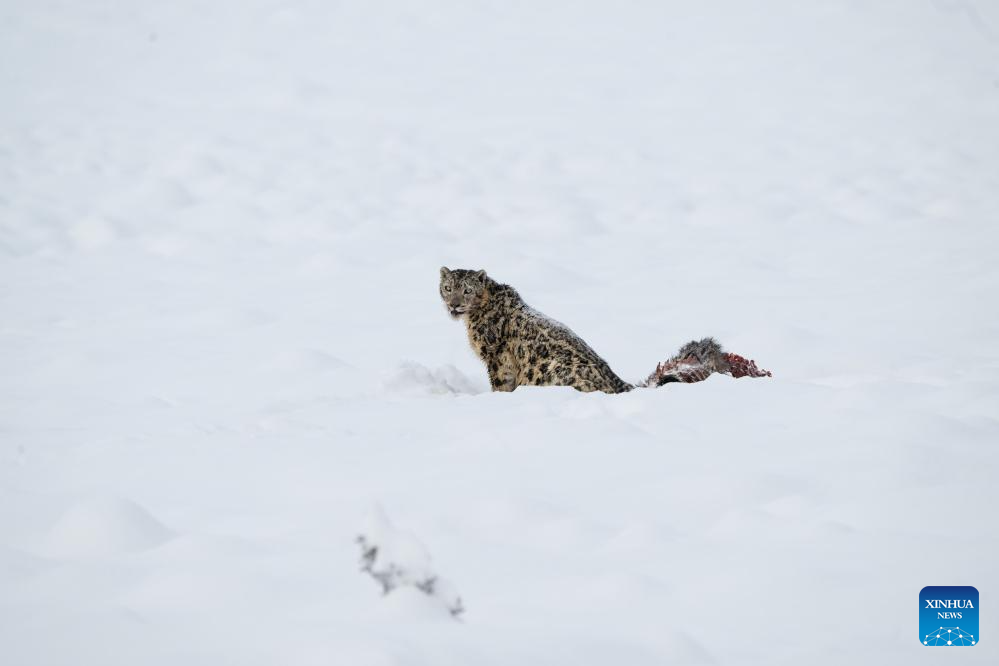 Snow leopard pictured at Lianbao Yeze scenic area in China's Sichuan
