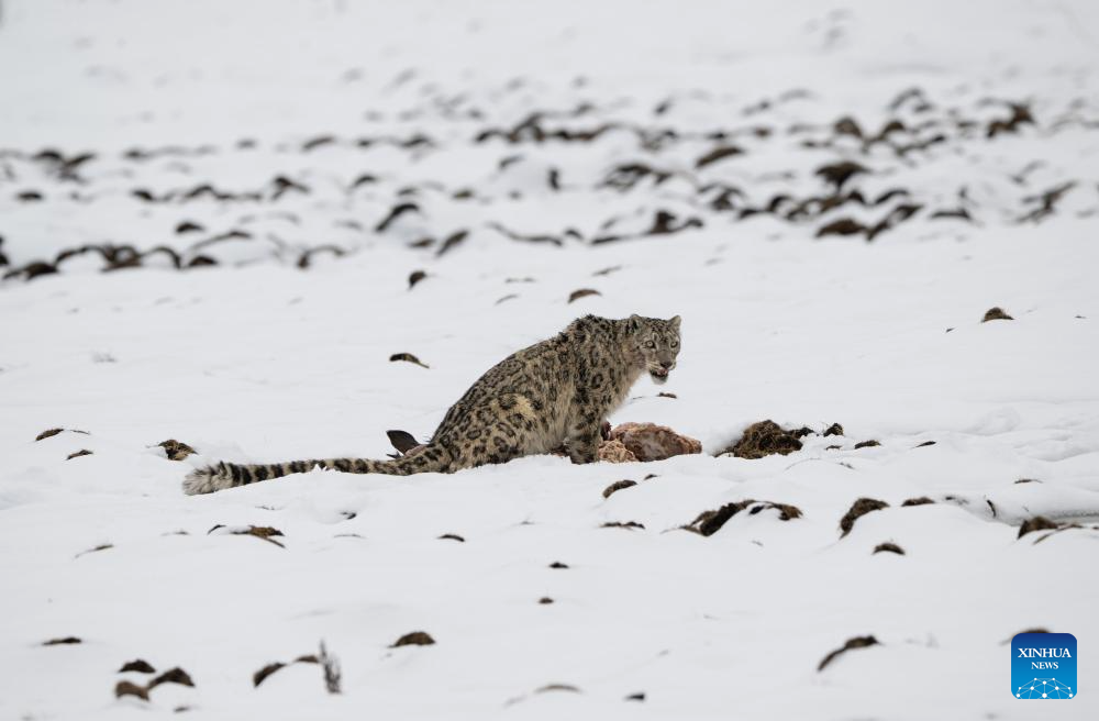 Snow leopard pictured at Lianbao Yeze scenic area in China's Sichuan