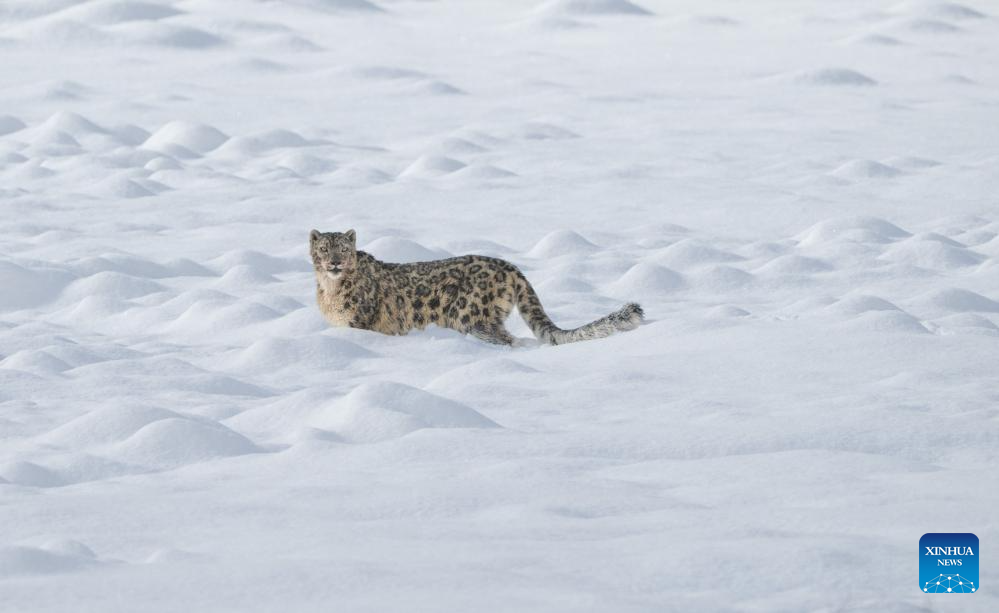 Snow leopard pictured at Lianbao Yeze scenic area in China's Sichuan