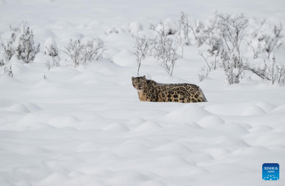Snow leopard pictured at Lianbao Yeze scenic area in China's Sichuan