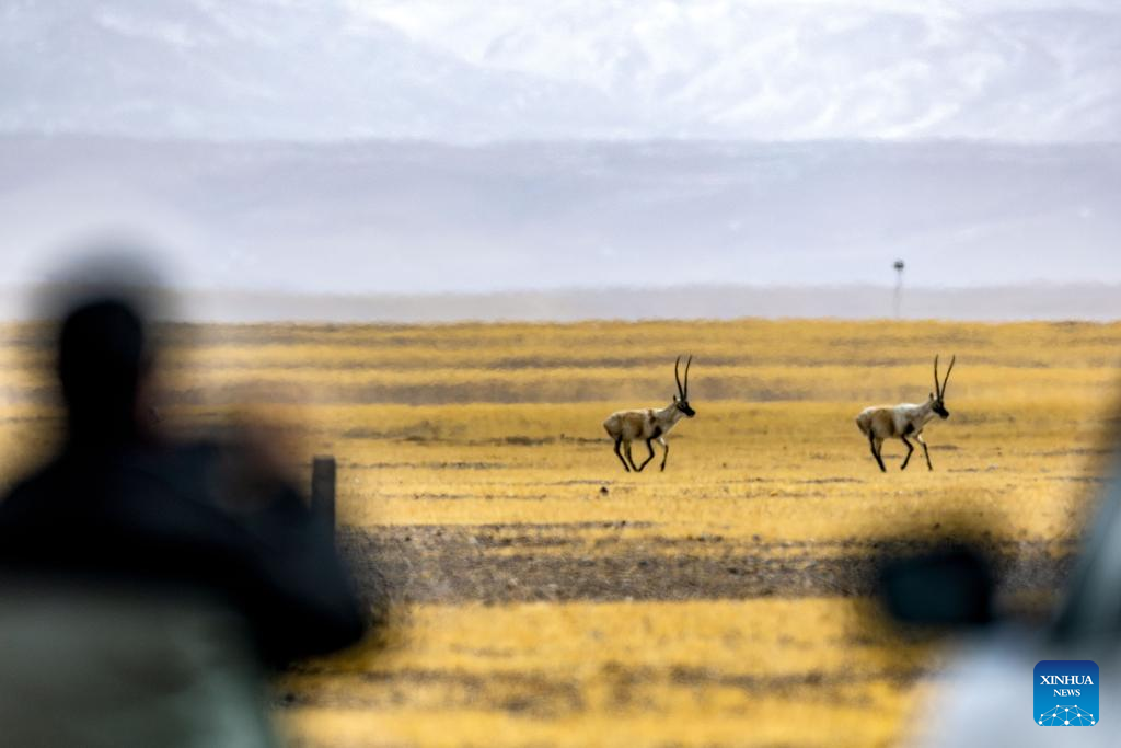 Pic story: guardians of ecosystem in Xizang's nature reserve
