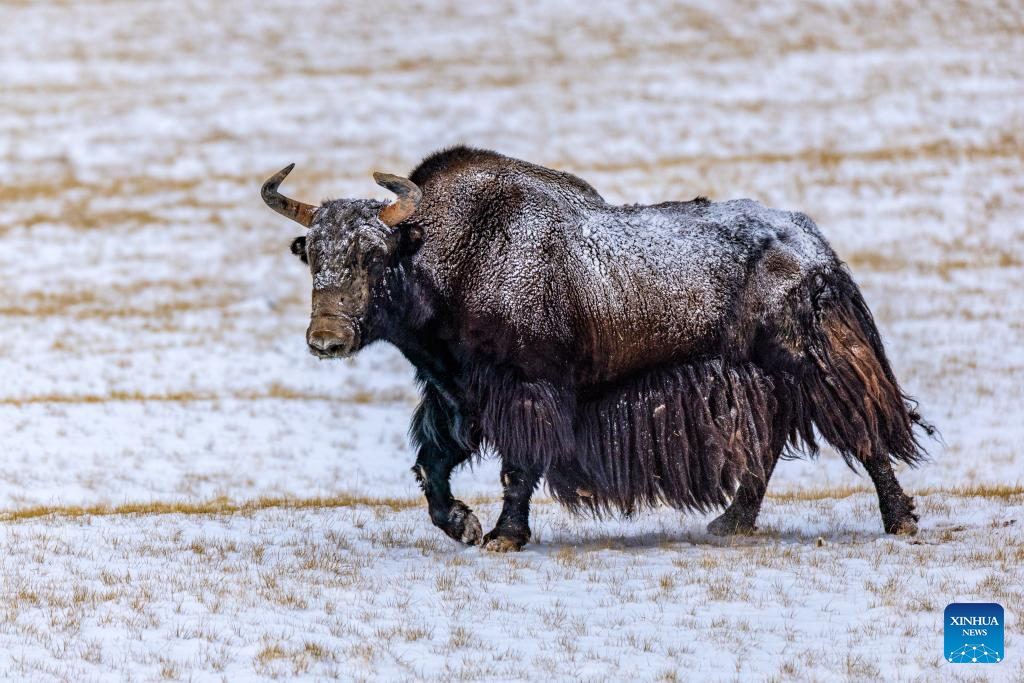 Pic story: guardians of ecosystem in Xizang's nature reserve
