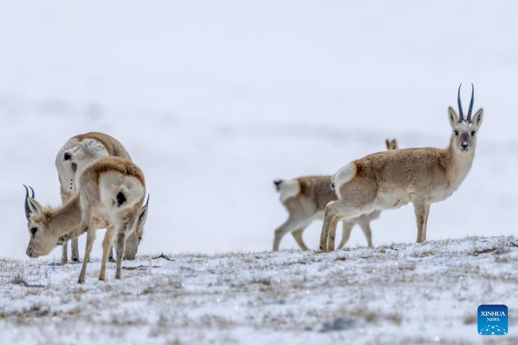 Pic story: guardians of ecosystem in Xizang's nature reserve