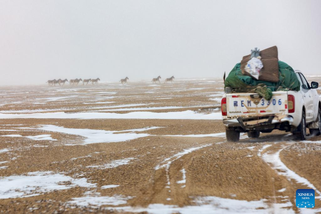 Pic story: guardians of ecosystem in Xizang's nature reserve