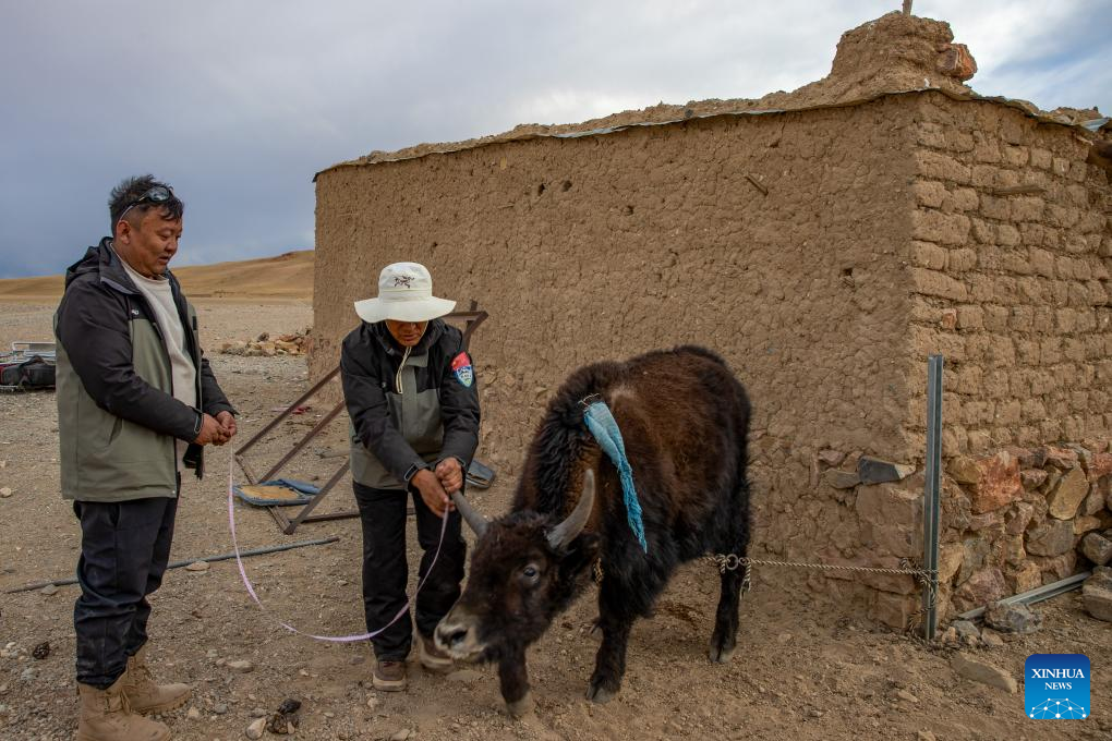 Pic story: guardians of ecosystem in Xizang's nature reserve