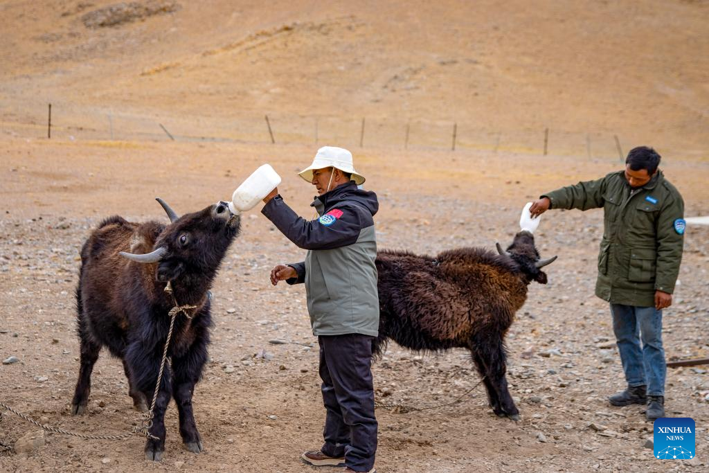 Pic story: guardians of ecosystem in Xizang's nature reserve