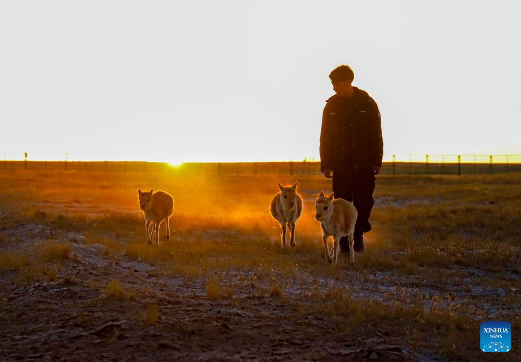 Pic story: guardians of ecosystem in Xizang's nature reserve