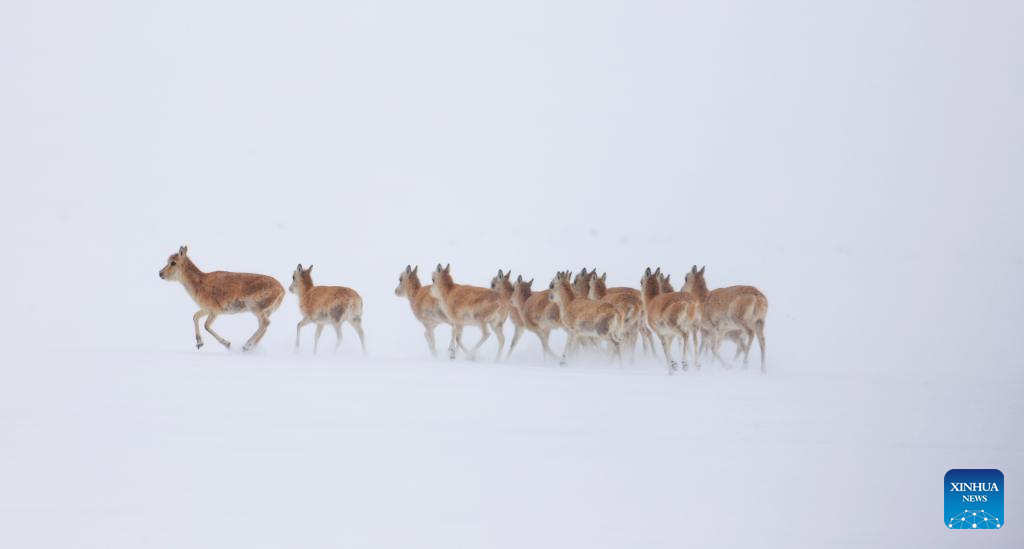 Pic story: guardians of ecosystem in Xizang's nature reserve