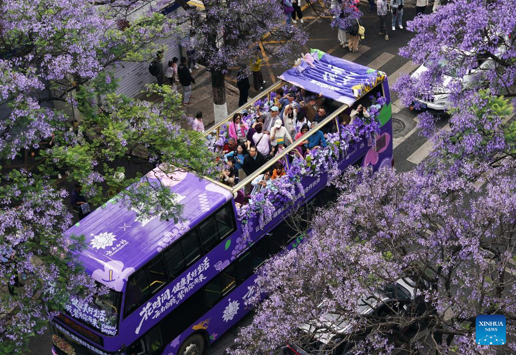 Tourists enjoy jacaranda blossoms in SW China's Yunnan