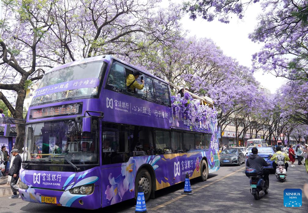 Tourists enjoy jacaranda blossoms in SW China's Yunnan
