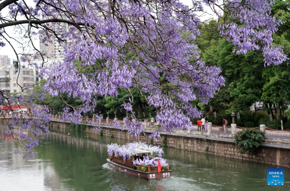 Tourists enjoy jacaranda blossoms in SW China's Yunnan