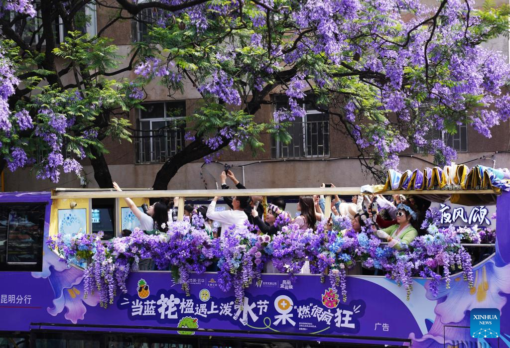 Tourists enjoy jacaranda blossoms in SW China's Yunnan