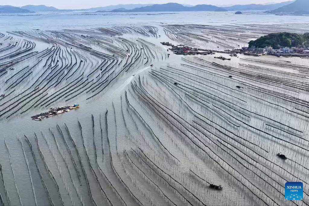 Xiapu County in China's Fujian enters peak kelp harvesting season
