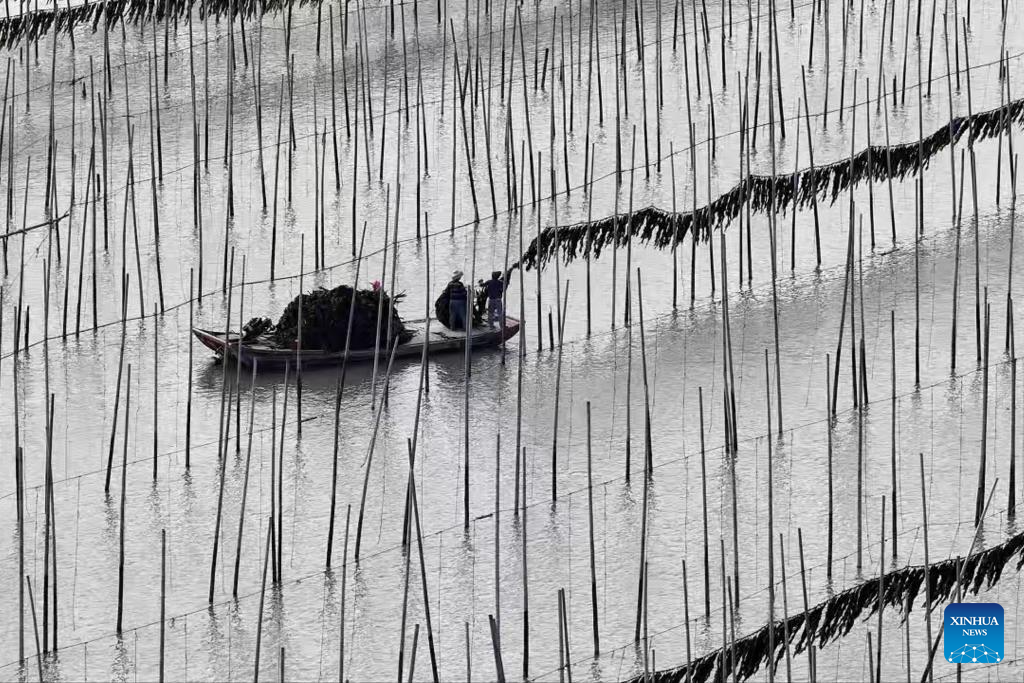Xiapu County in China's Fujian enters peak kelp harvesting season