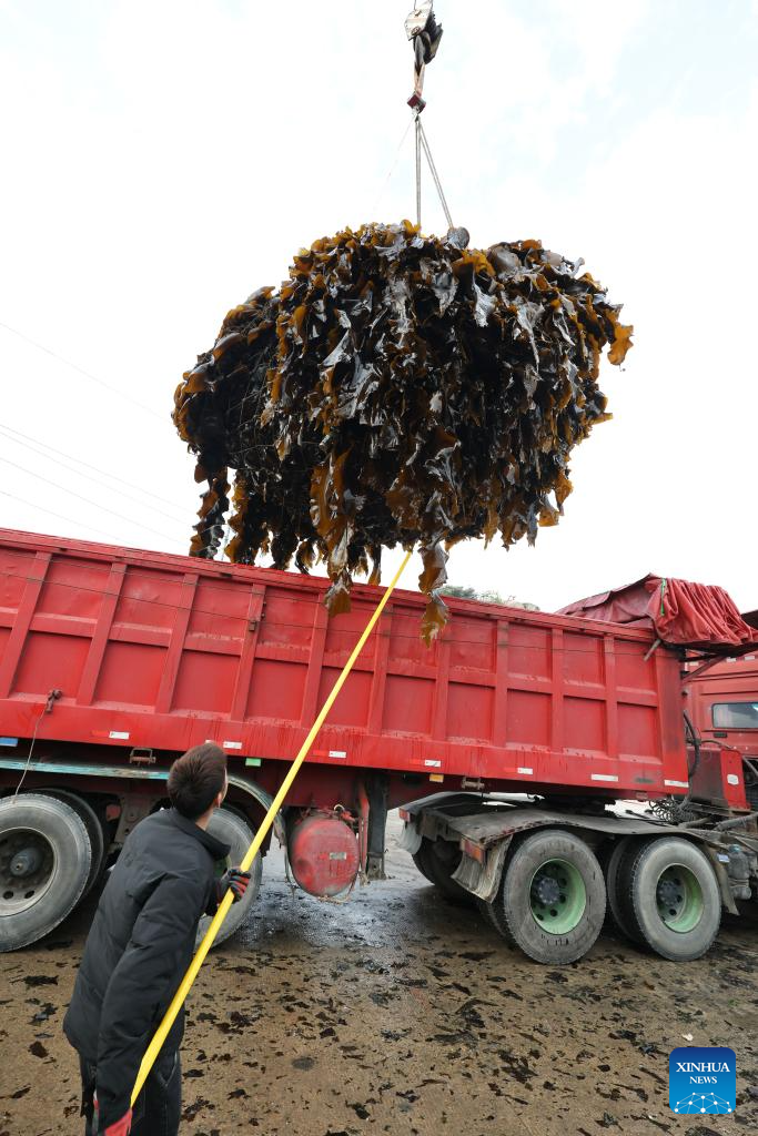 Xiapu County in China's Fujian enters peak kelp harvesting season