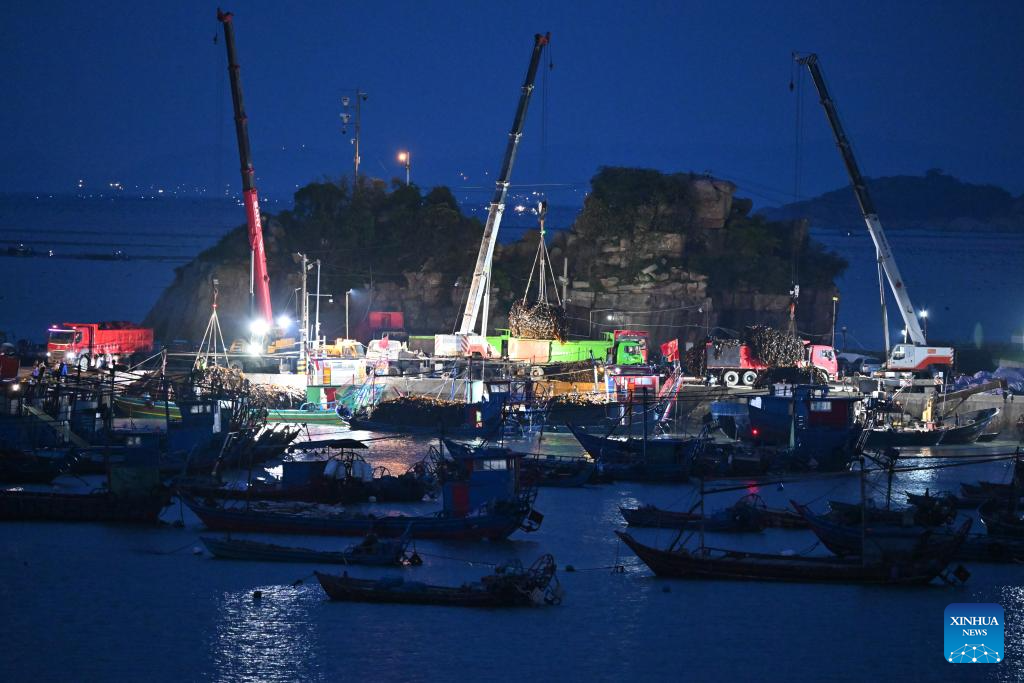 Xiapu County in China's Fujian enters peak kelp harvesting season