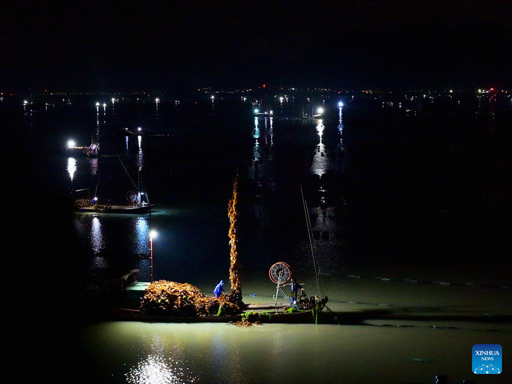 Xiapu County in China's Fujian enters peak kelp harvesting season