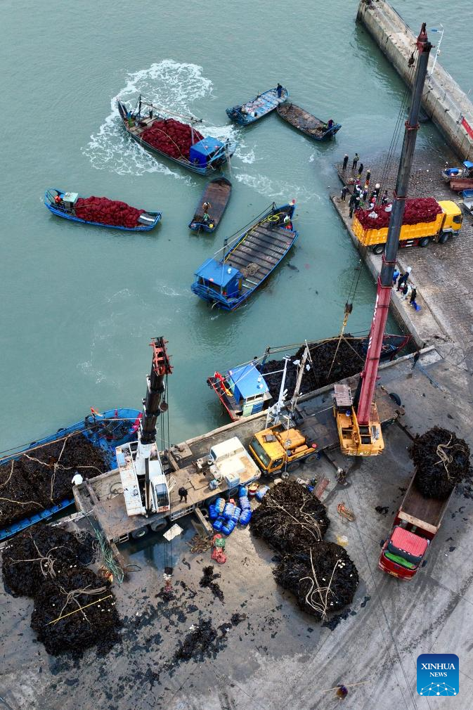 Xiapu County in China's Fujian enters peak kelp harvesting season