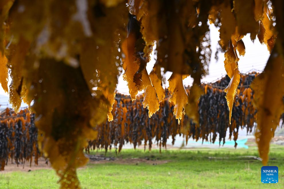 Xiapu County in China's Fujian enters peak kelp harvesting season