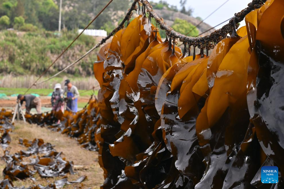 Xiapu County in China's Fujian enters peak kelp harvesting season